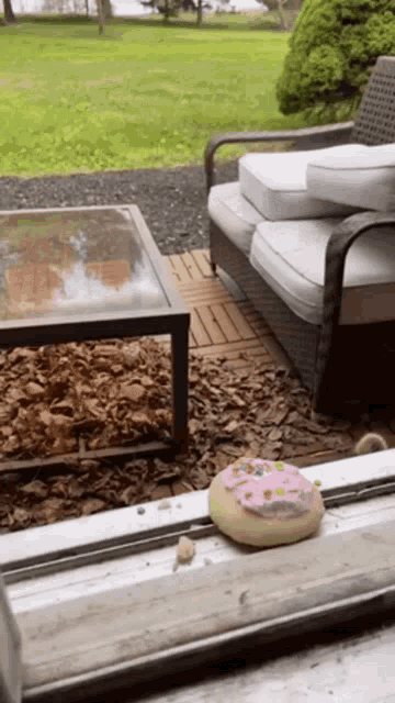 racoon stealing cookie